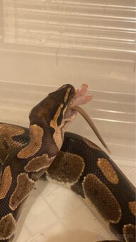 Python + terarium - 3