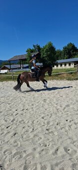 Predám 10 ročnú welsh cob kobylu - 3