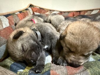 československý vlčiak s PP (FCI) - 3