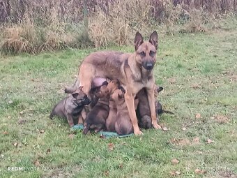 Predám šteniatka - 3