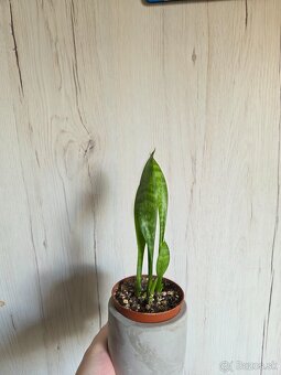 Rôzne izbové rastlinky - 3