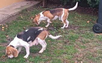 Bigl Bígl Beagle Bigel šteniatka - 3