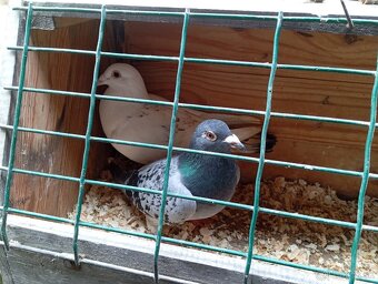 Poštové holuby  rôzne strakate farby - 3