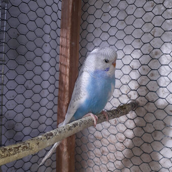 predám andulky a zebričky - 3