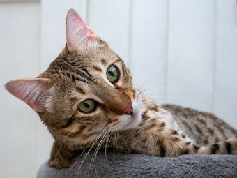 Sony DSC-RX100 Mark VI. - 3
