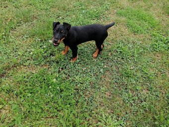 Jagdterrier - 3