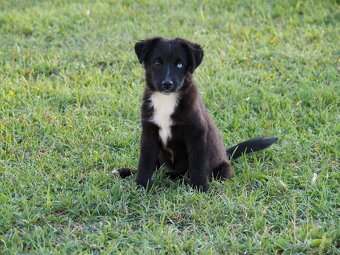 Miniatúrny americký ovčiak s PP- s rodokmeňom - 3