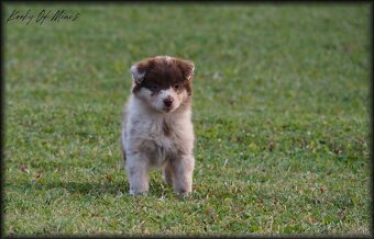 Miniatúrny americký ovčiak s PP- s rodokmeňom - 3