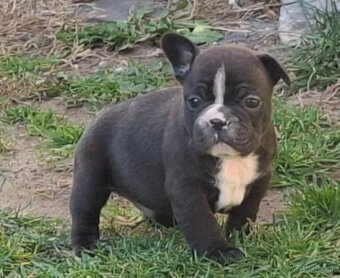 Francuzský buldoček - 3