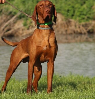 Maďarská vyžla - 3