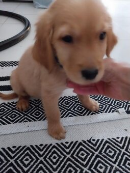 Predám posledné šteniatko Zlatého retvivera - 3