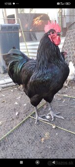 Australorpky - 3