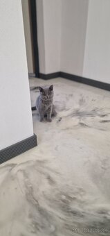 Britská mačiatka - 3