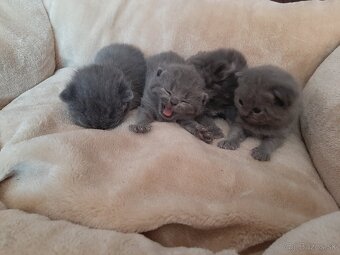 Britské mačiatka - 3