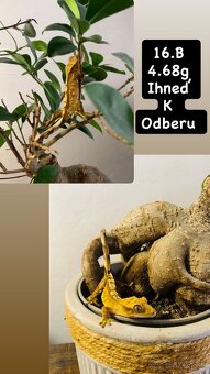 Pagekon riasnaty - 3