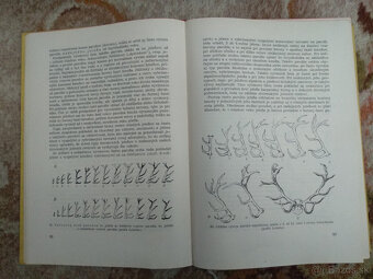 Poľovníctvo I. - 3