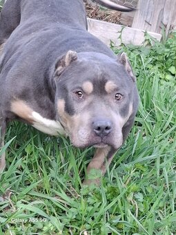 American bully - krytie - 3
