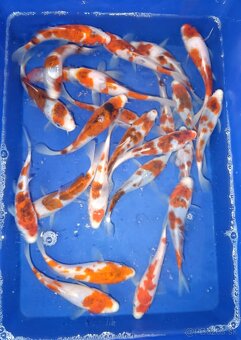 Koi kapor/ koi kapre/jazierkove ryby - 3