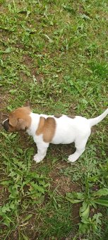 Jack russel terier šteniatka - 3