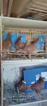 Poštové holuby Meulemans - 3