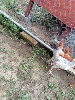 Predám kohútov 🐔 - 3