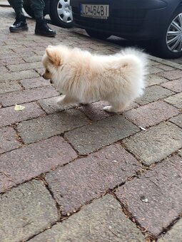 Pomeranian - 3