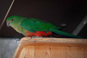 Papagáj královský - 3