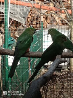 Papagáj královský - 3