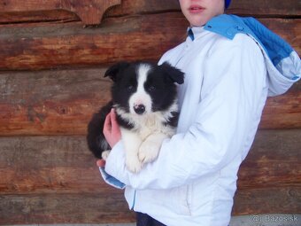 Border kolia čistorkvne šteniatka - 3