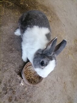 Predám izbové zajačiky - 3