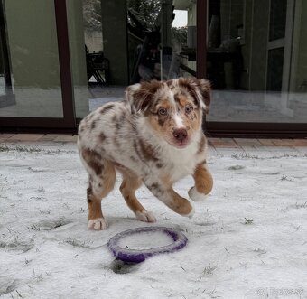 Australsky ovciak s PP - 3