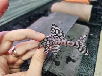 L 236 Super White - chovné páry - 3