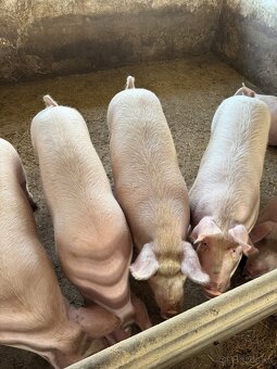 Predám ošípane 2,2€/kg - 3