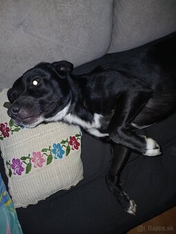Staffy - 3