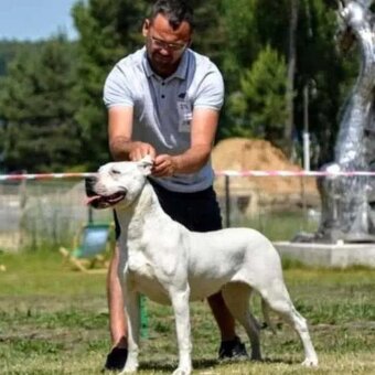 Argentinská doga ( Dogo Argentino ) - 3