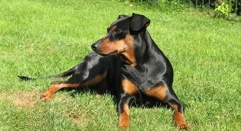 German Pinscher - 3