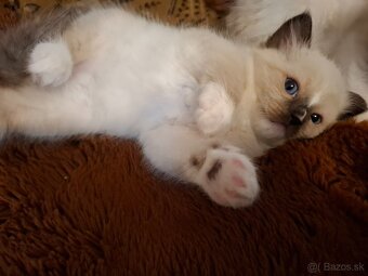 Ragdoll kocurik seal mitted with blaze - 3