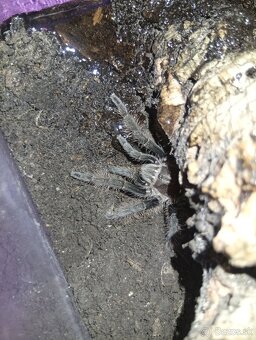 Tliltocatl albopilosus nicaragua, pavúk, tarantula - 3