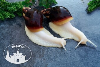 Africké slimáky Lissachatina fulica albino / Achatina Snails - 3
