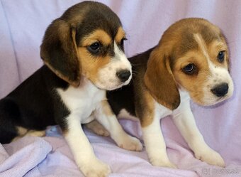 Beagle, bigel, bigl bez PP - 3
