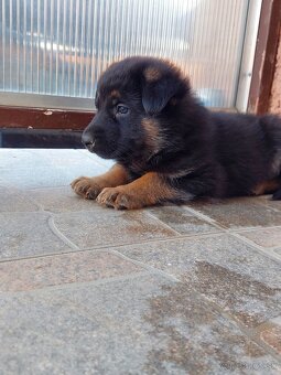 Nemecký ovčiak šteniatka. - 3