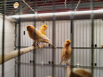 Predám kanarikov - 3