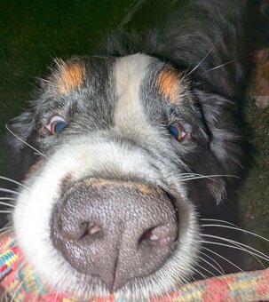 Bernský salašnícky pes - krytie - 3