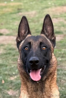 Belgicky ovciak malinois s pp - 3