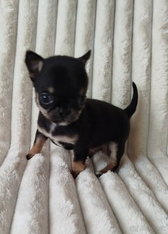 Čivava mini psík krátkosrsty - 3