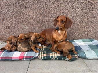 Jazvečík krátkosrstý - 3