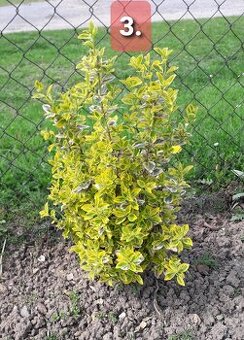 BRŠLEN (Euonymus)-rôzne druhy (E. Japonica...). - 3