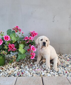 Labrador retriever - šteniatko s PP - 3