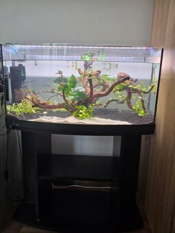 Diversa 112l vypuklé akvárium, Diversa budget stolík - 3