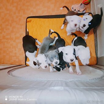 Americky stafford - 3